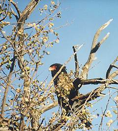 Bateleur Eagle